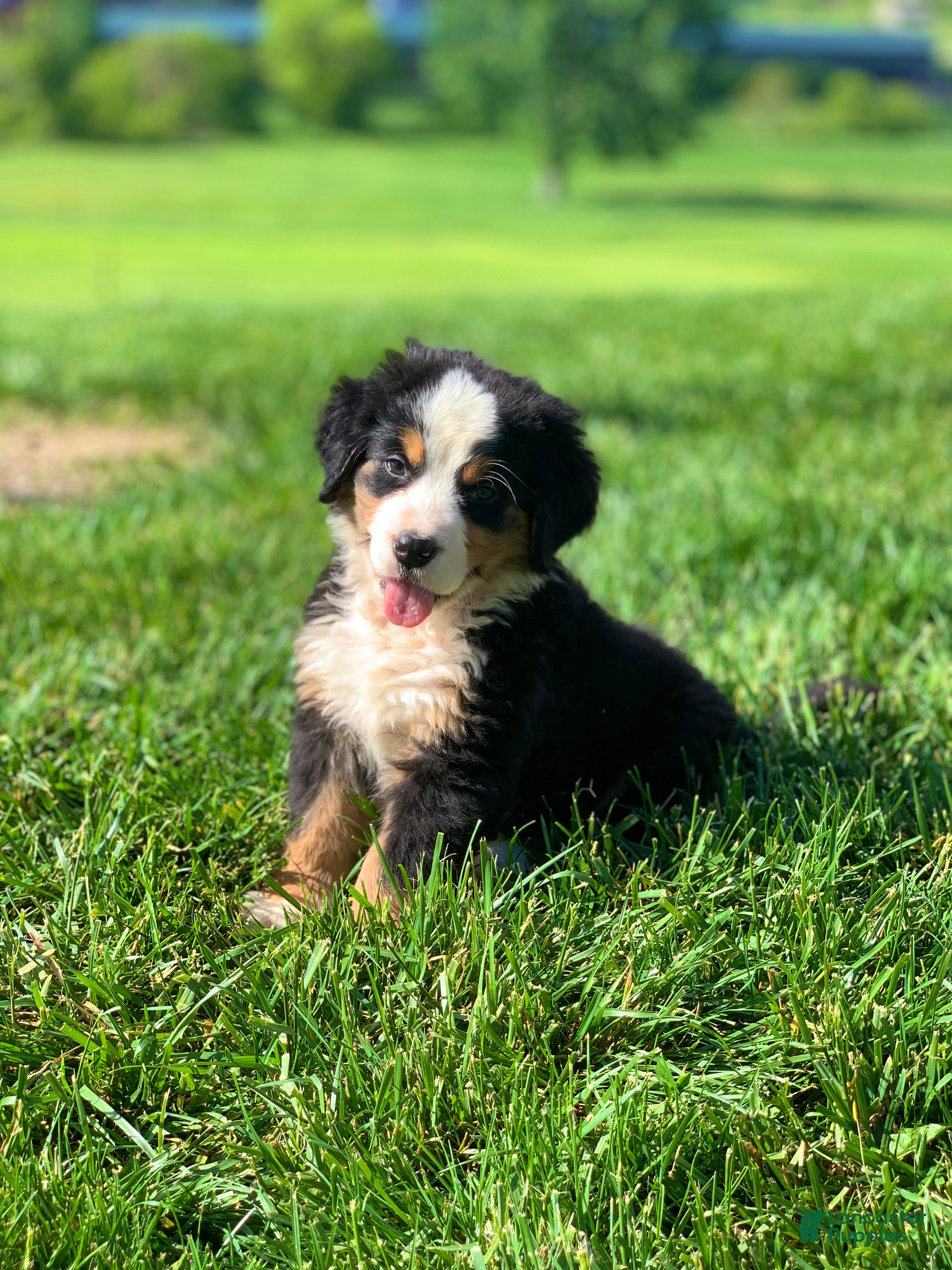 Bernese Mountain Dog dogs for sale: Comanche  - Ad 1
