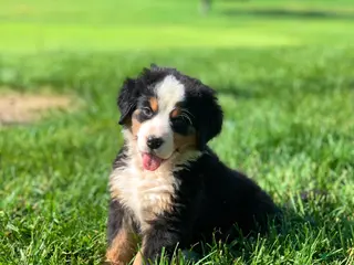 Bernese Mountain Dog dogs for sale: Comanche - Ad 1