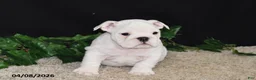 English Bulldog dogs for sale: Macey - Ad 3