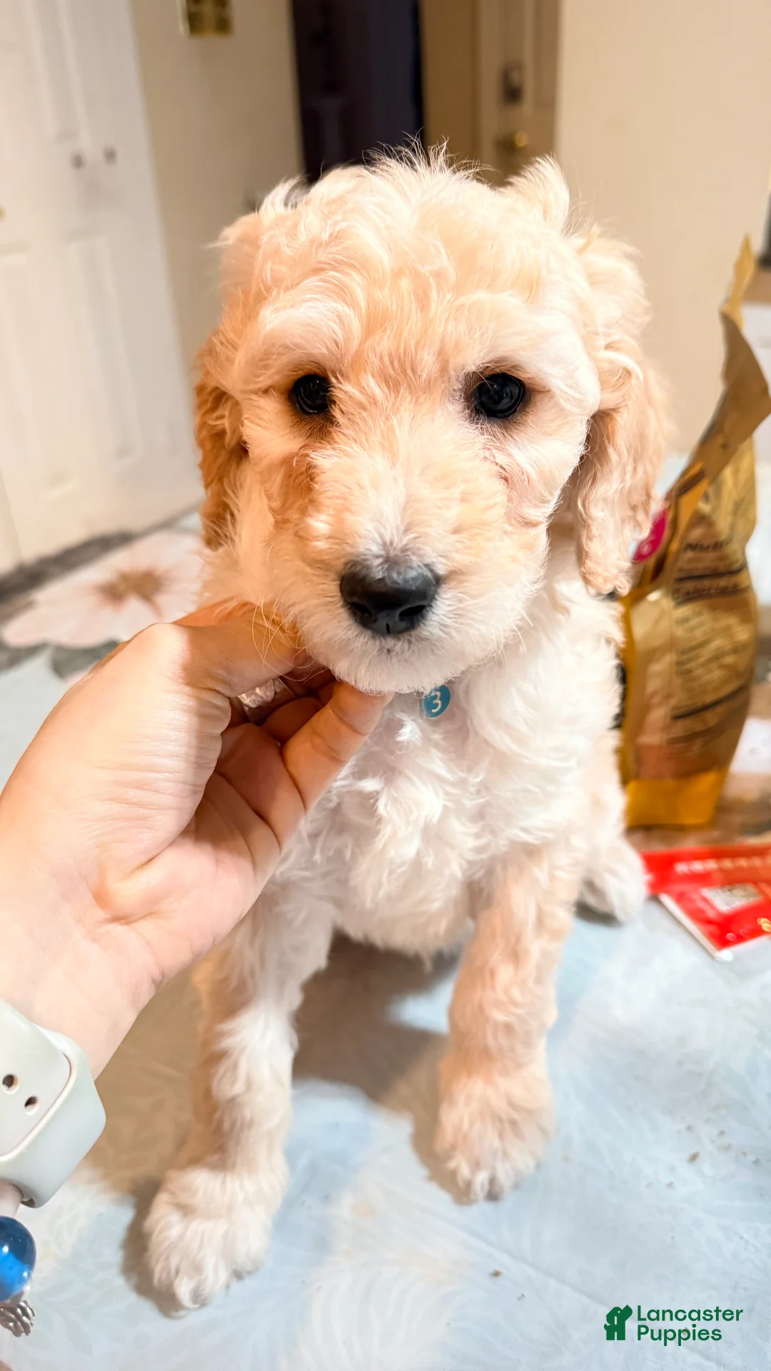 Standard Poodle dogs for sale: Standard Poodle Puppy 4 - Ad 10