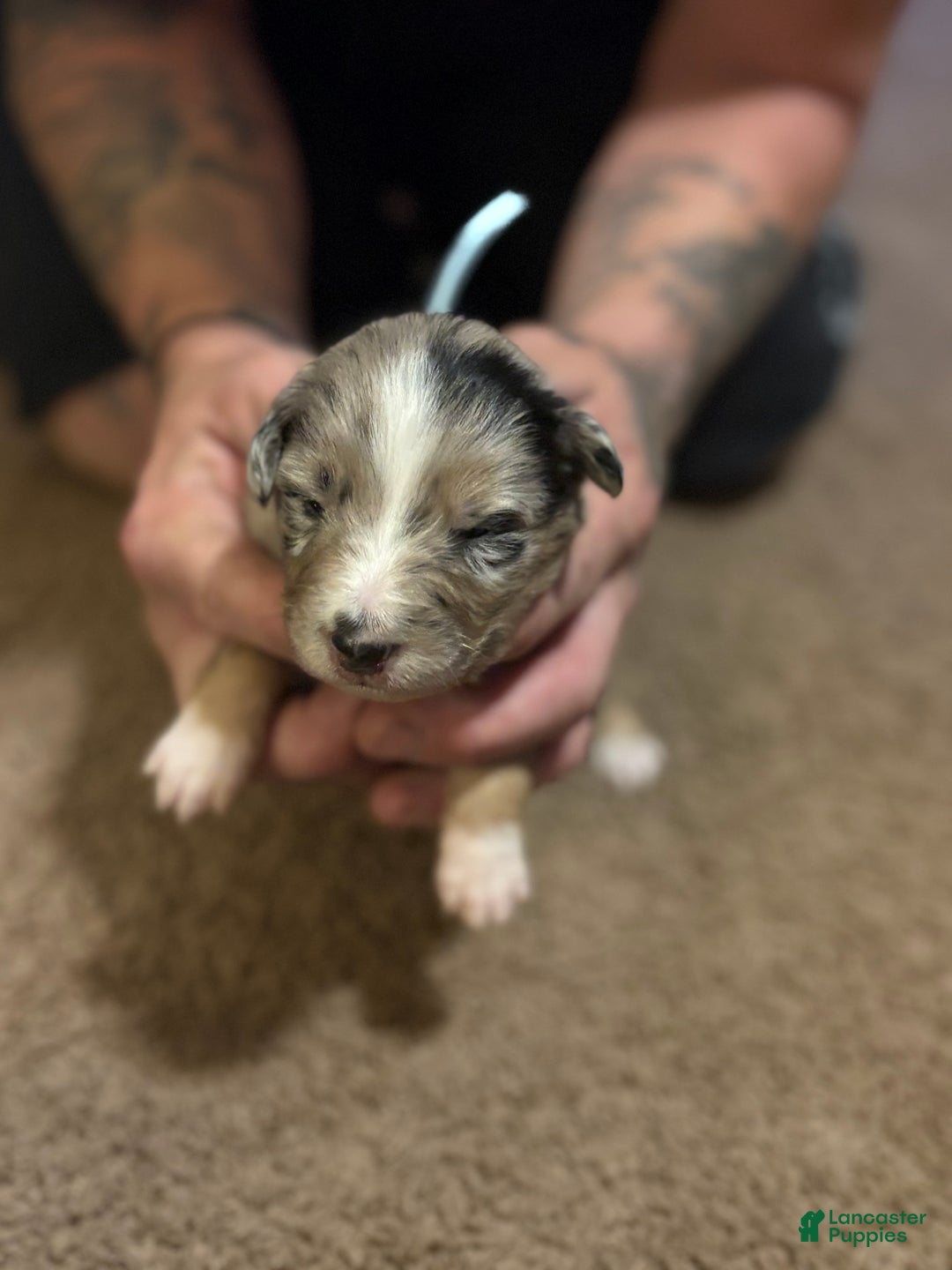 Australian Shepherd dogs for sale: Waffles.  - Ad 1