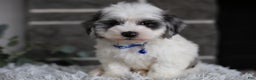 Maltipoo dogs for sale: Chubbs - Ad 8