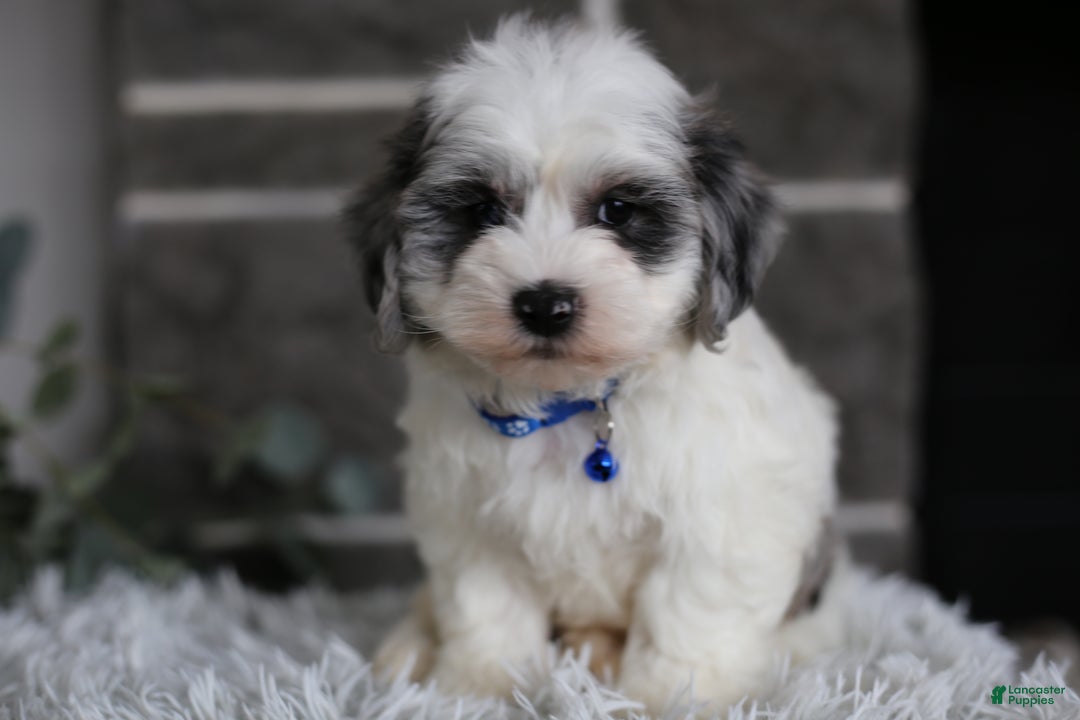 Maltipoo dogs for sale: Chubbs - Ad 8