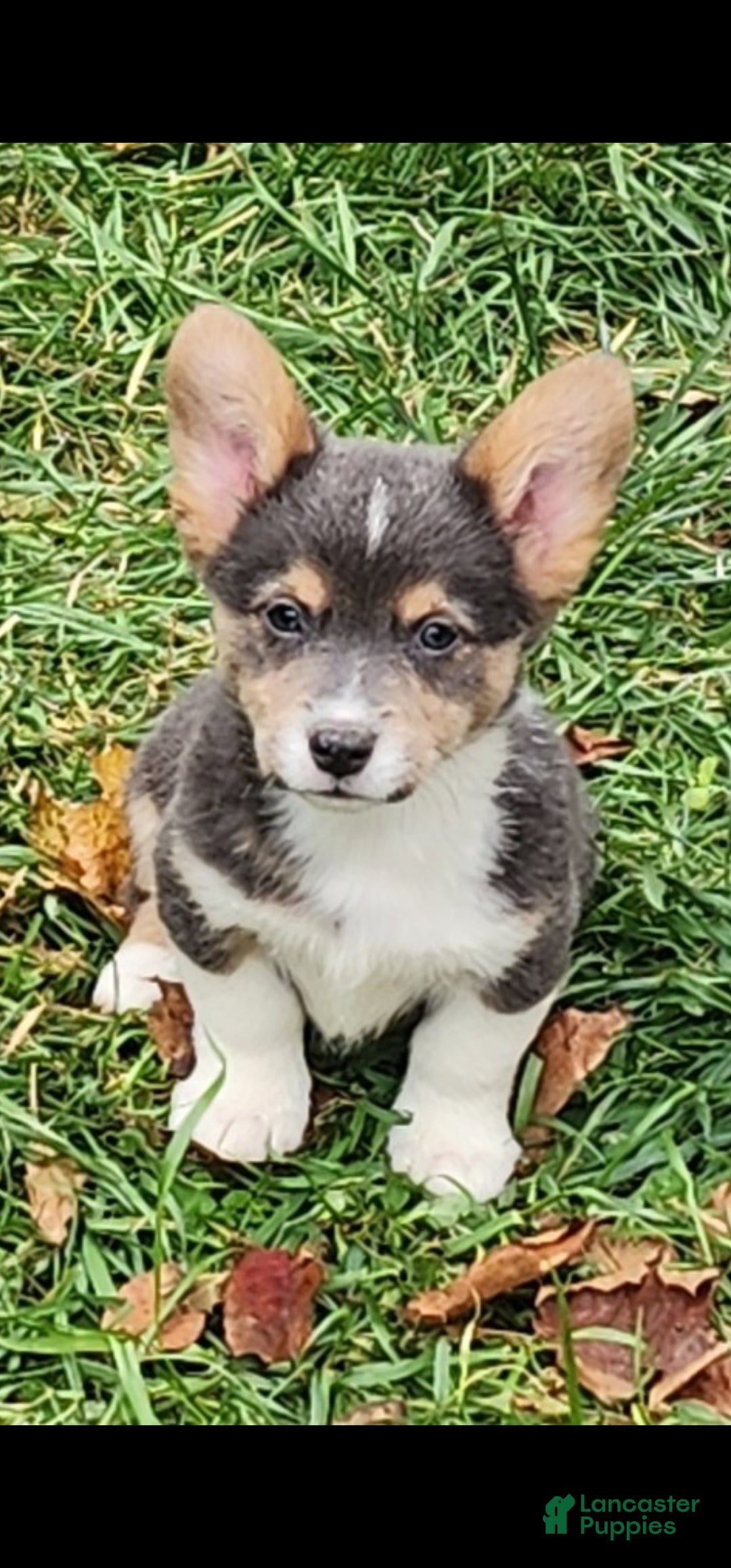 Welsh Corgi Pembroke dogs for sale: Abel Bluie - Ad 26