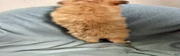 Mixed Breed dogs for sale: Kenny - Ad 6