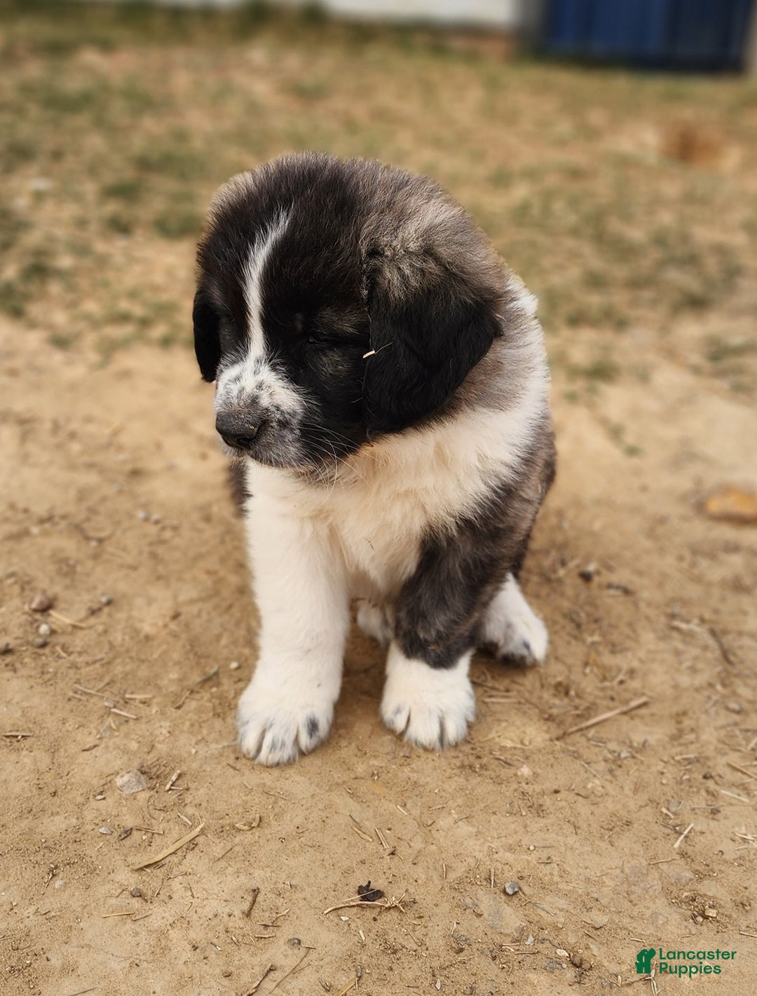 Anatolian Shepherd dogs for sale: Zena 2025 M2 ASD puppy - Ad 13