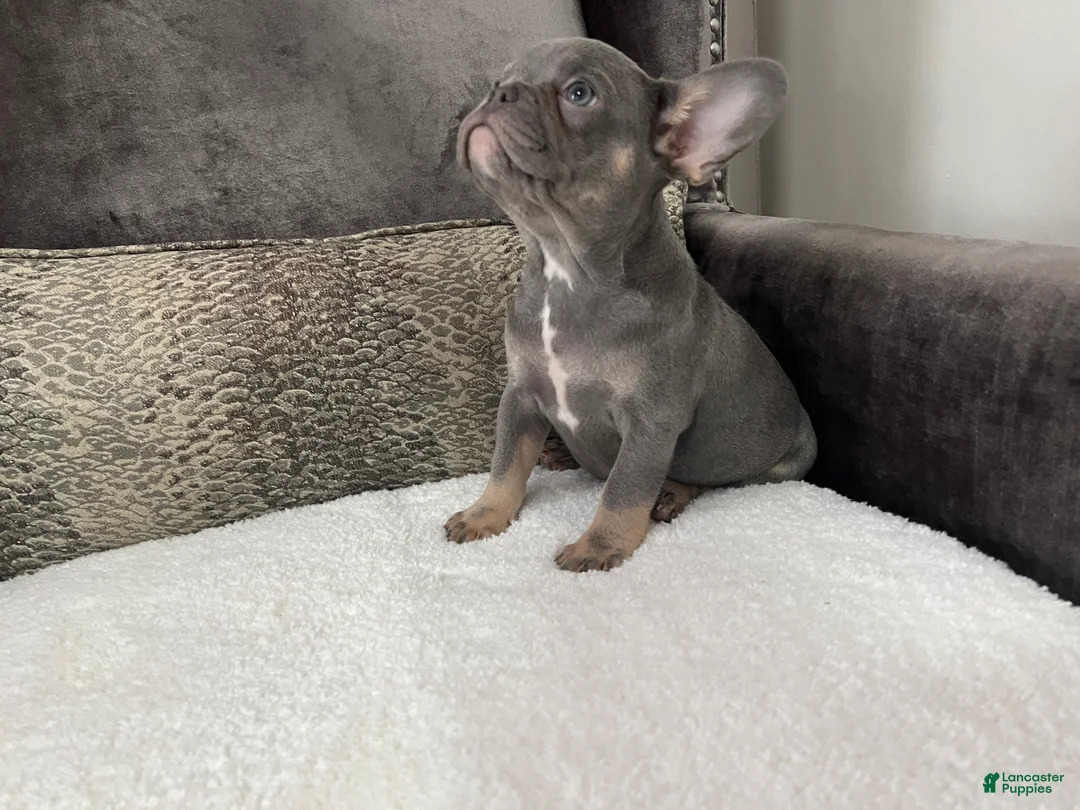 French Bulldog dogs for sale: Jethro - Ad 4