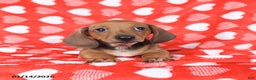 Miniature Dachshund dogs for sale: Jack   - Ad 3