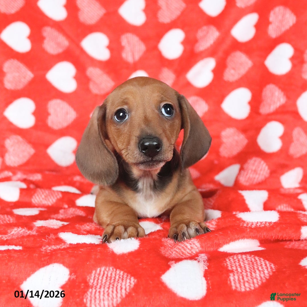 Miniature Dachshund dogs for sale: Jack   - Ad 3