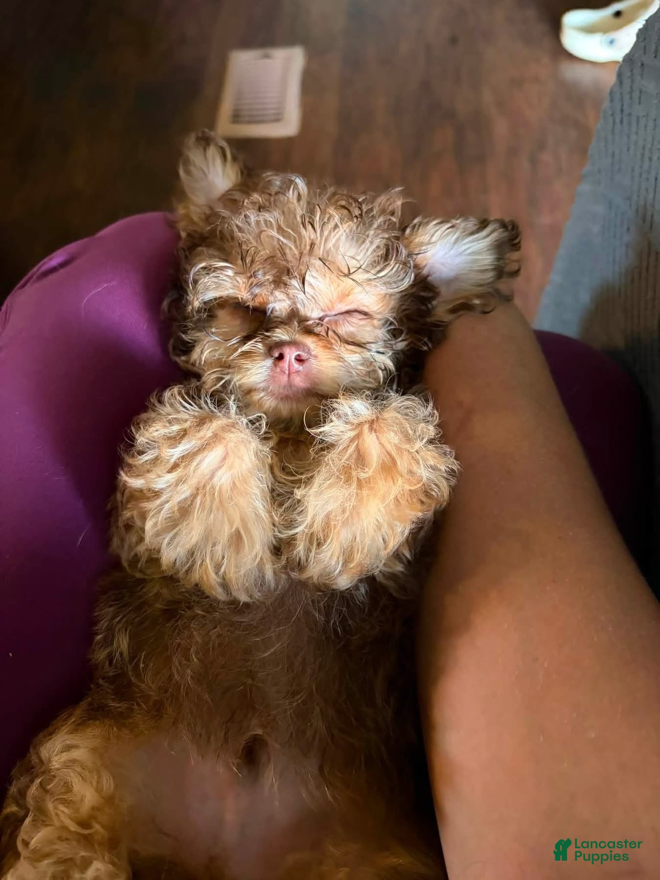 Mixed Breed dogs Mixed Breed 1 - Ad 7