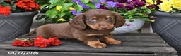 Dachshund dogs for sale: Summer - Ad 4