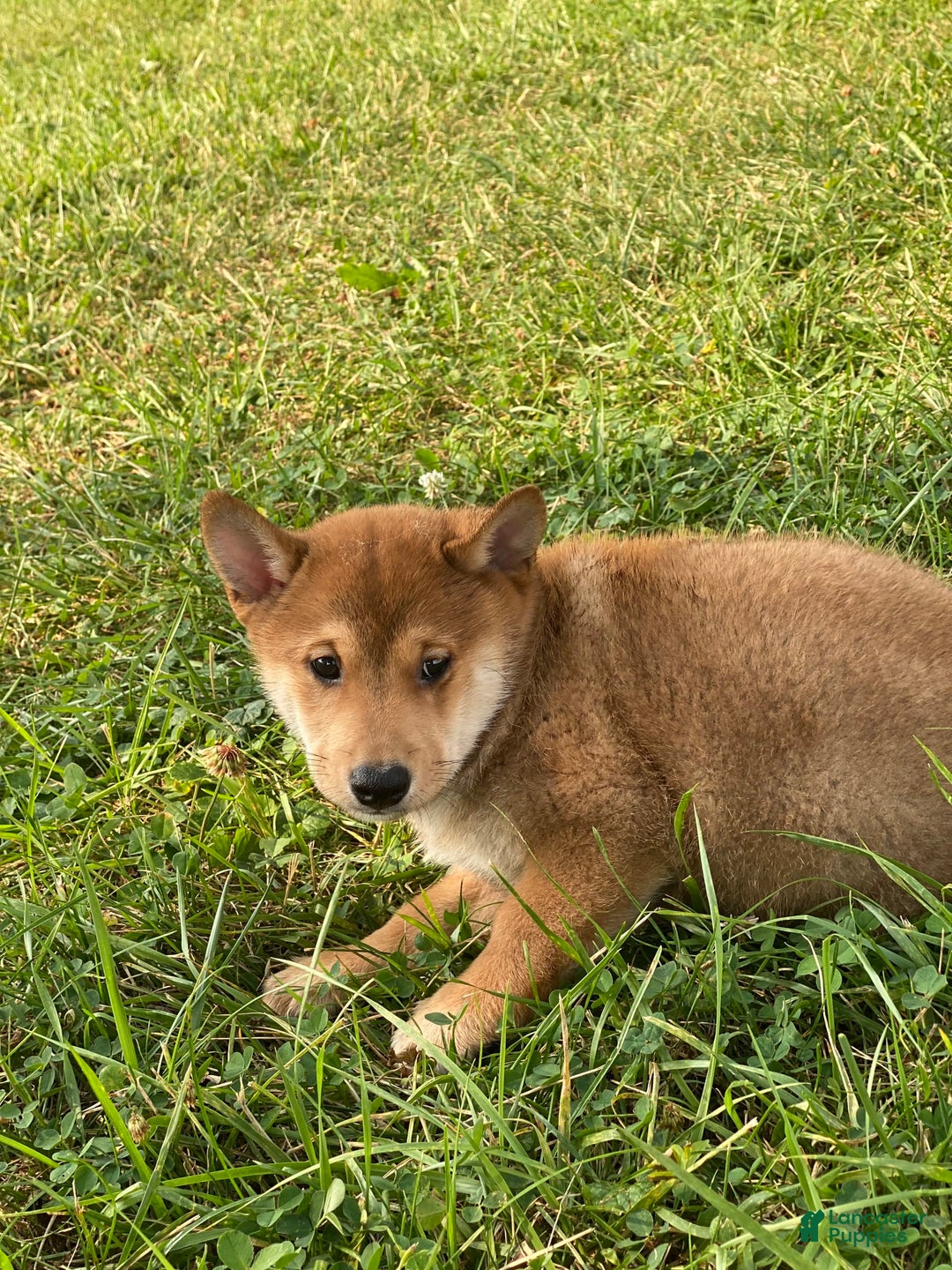 Shiba Inu dogs for sale: Iggy - Ad 4