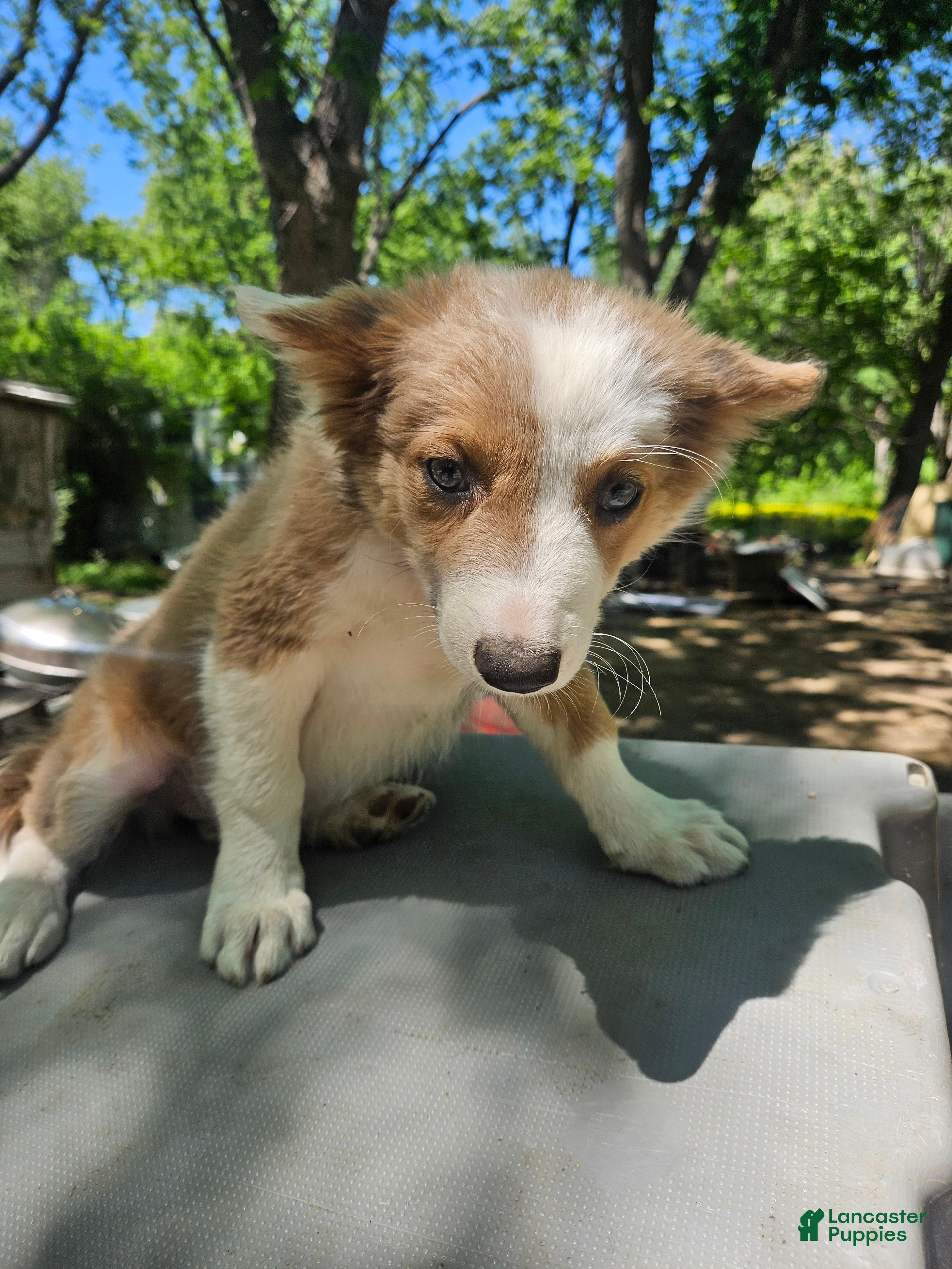 Border Collie dogs for sale: Suzy - Ad 11