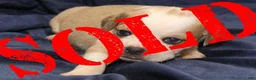 Puggle dogs for sale: Chewy - Ad 65