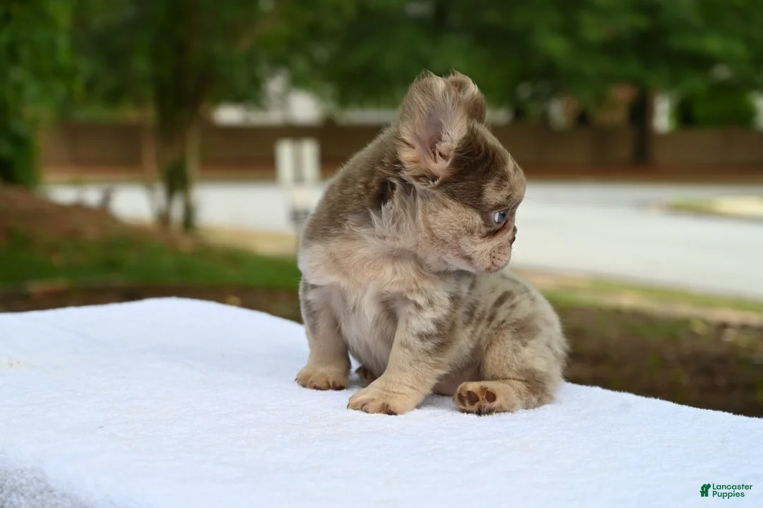 French Bulldog dogs for sale: French Bulldog Puppy 2 - Ad 2