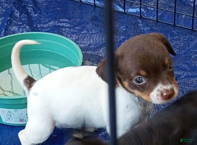 Chihuahua dogs Leslie - Ad 39