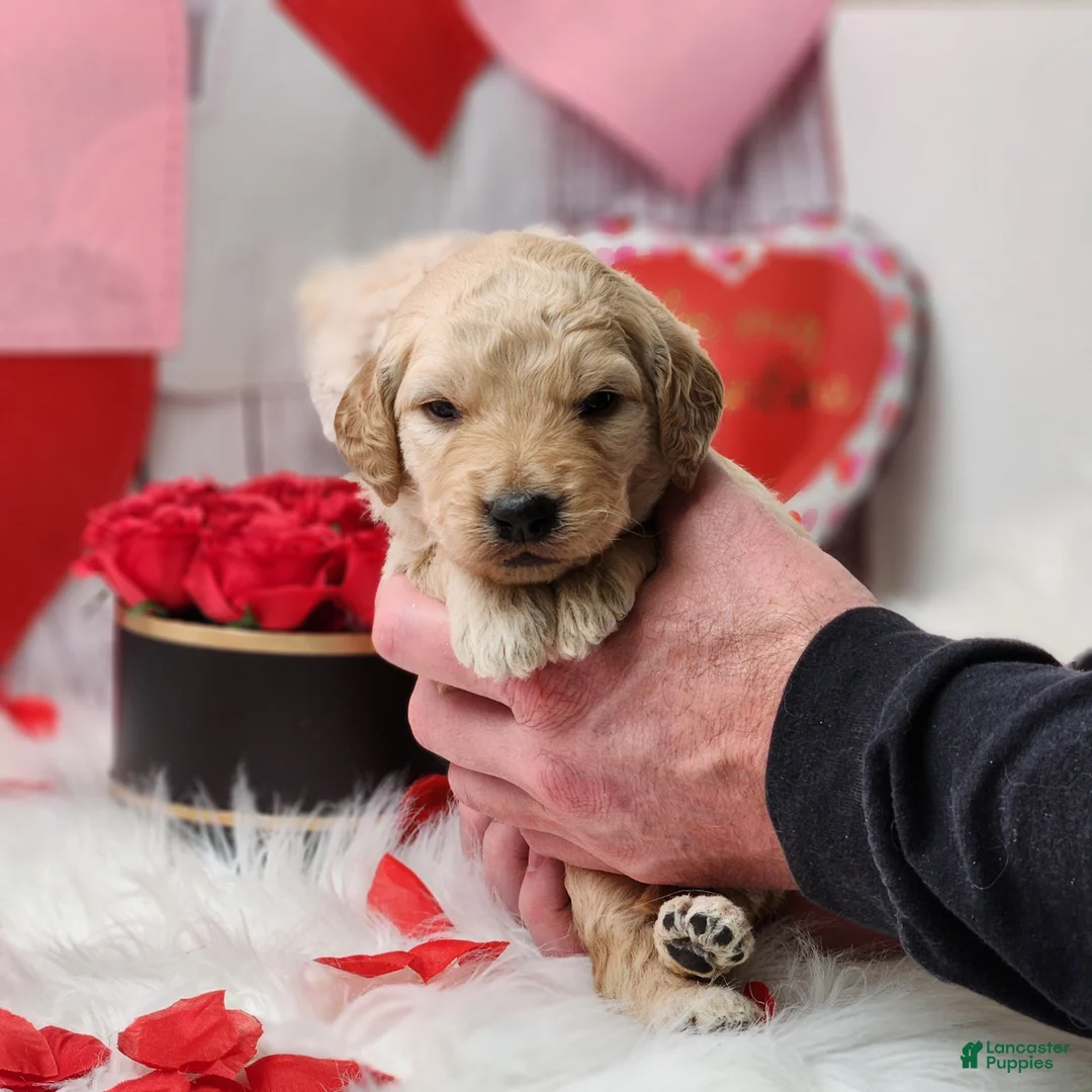 Goldendoodle dogs for sale: Gus - Ad 2