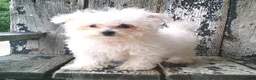 Maltese dogs for sale: Amelia - Ad 4