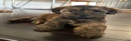 Mixed Breed dogs for sale: Mocha - Ad 2