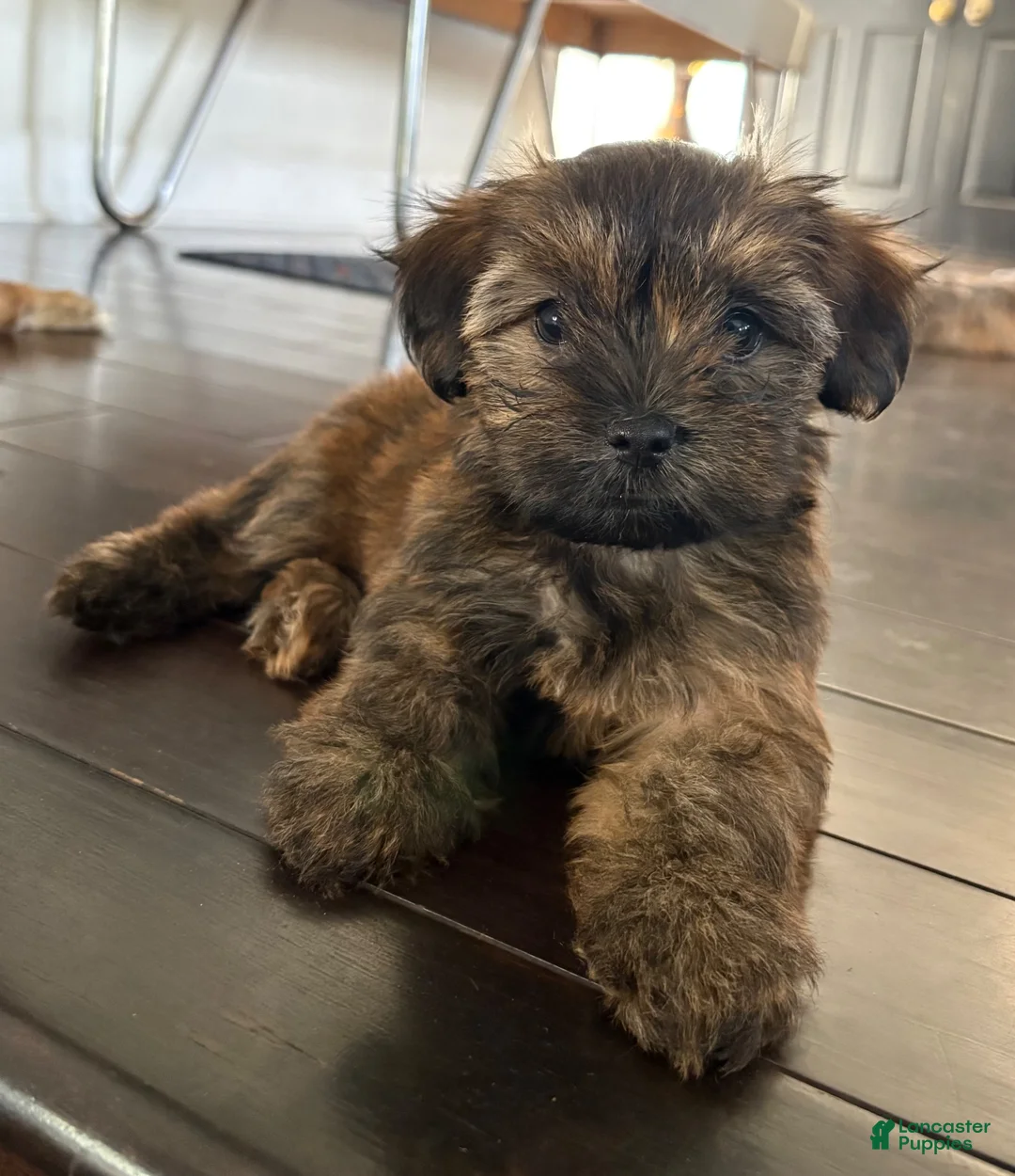 Mixed Breed dogs for sale: Mocha - Ad 2