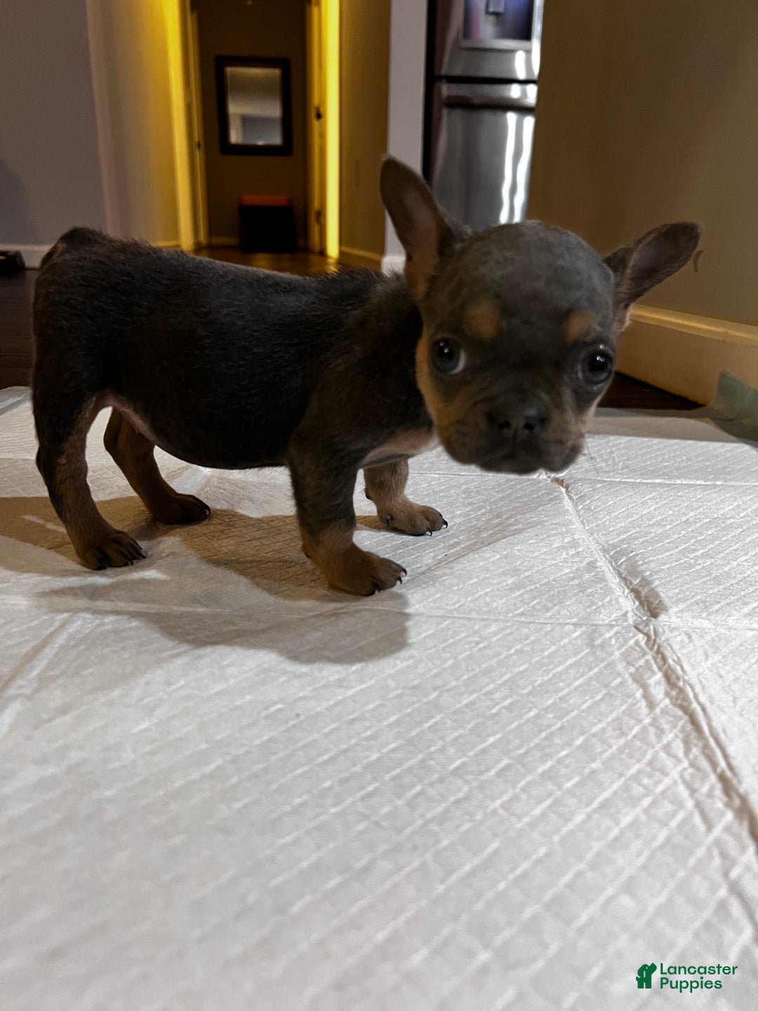 French Bulldog dogs for sale: French Bulldog Puppy 2 - Ad 5