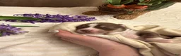 Pomsky dogs for sale: Sunny  - Ad 15