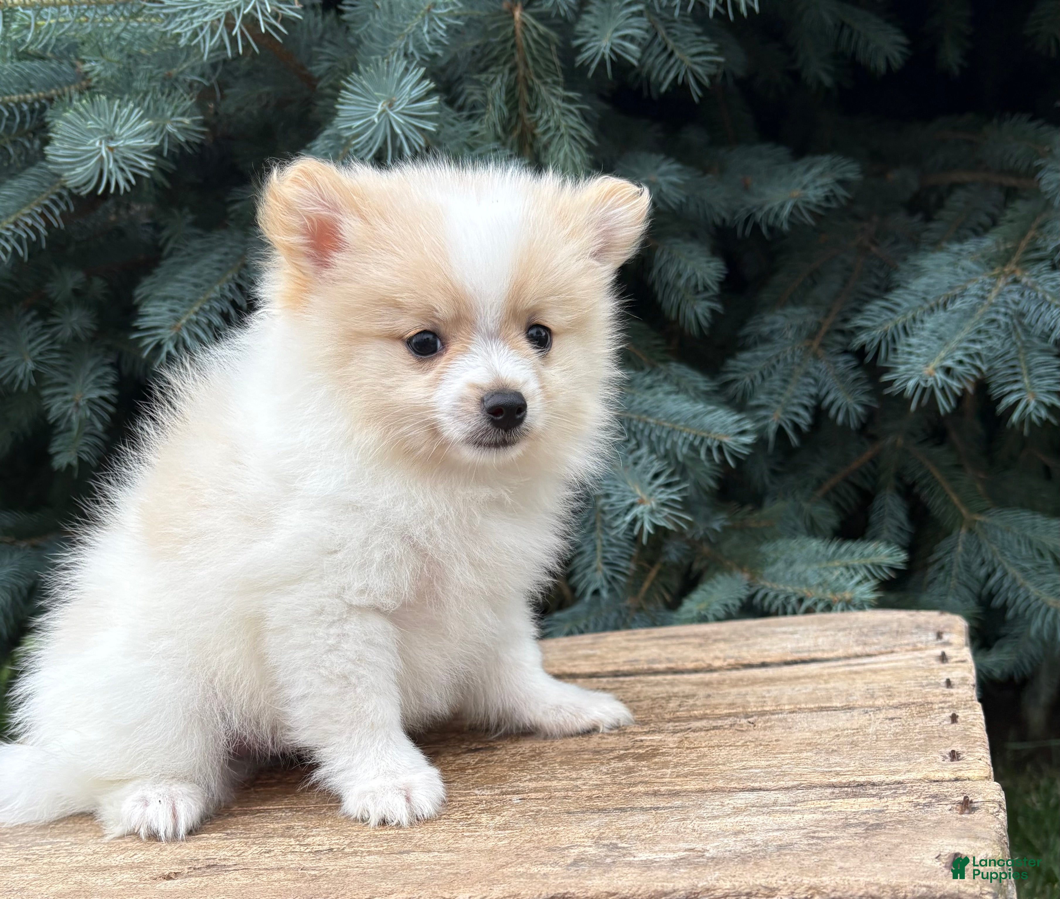 Pomeranian dogs Kai - Ad 1