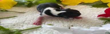 Biewer Terrier 2. Grace