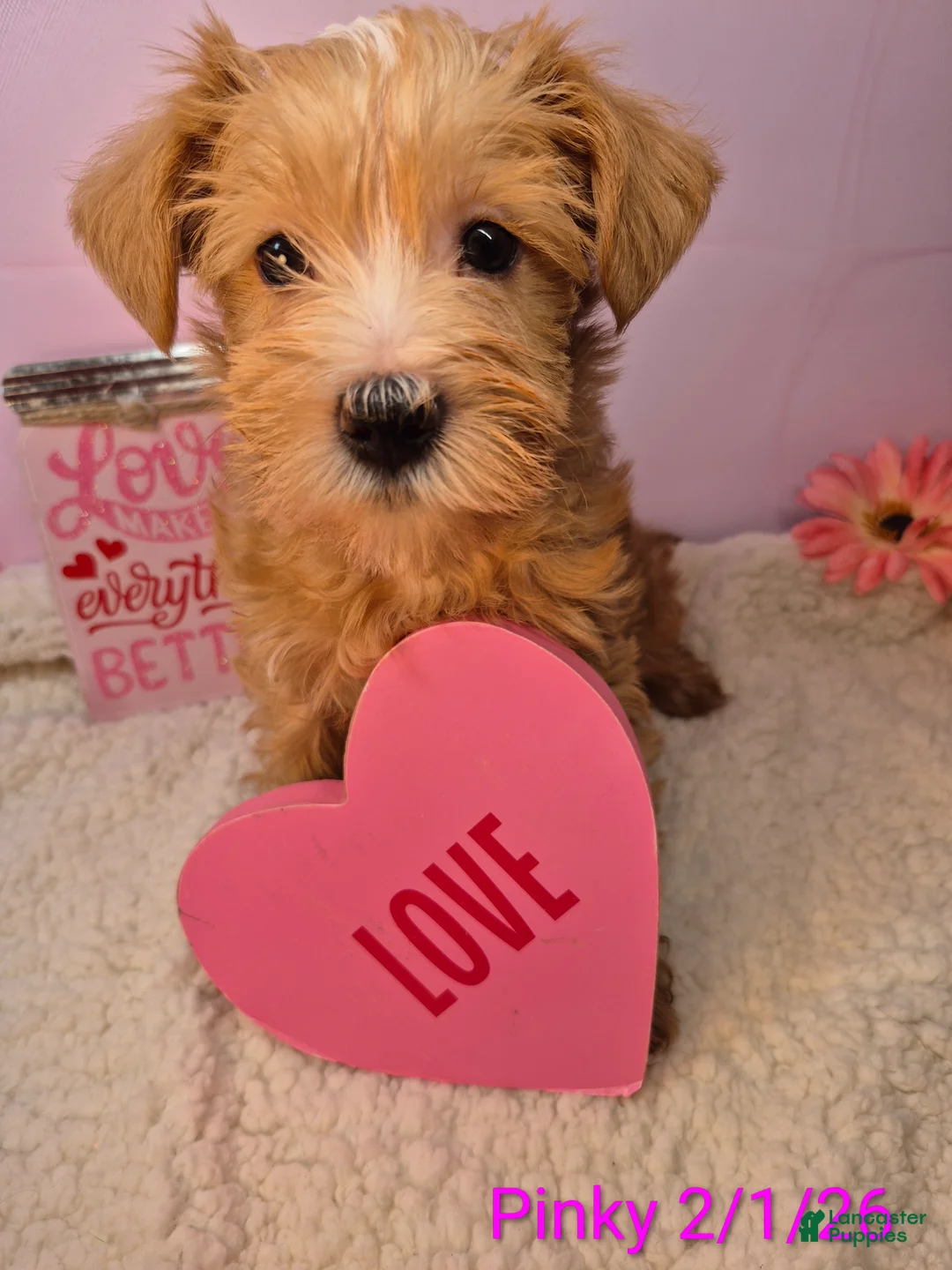 Mixed Breed dogs for sale: Mixed Breed Puppy 7 - Ad 1