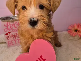 Mixed Breed dogs Mixed Breed Puppy 7 - Ad 37