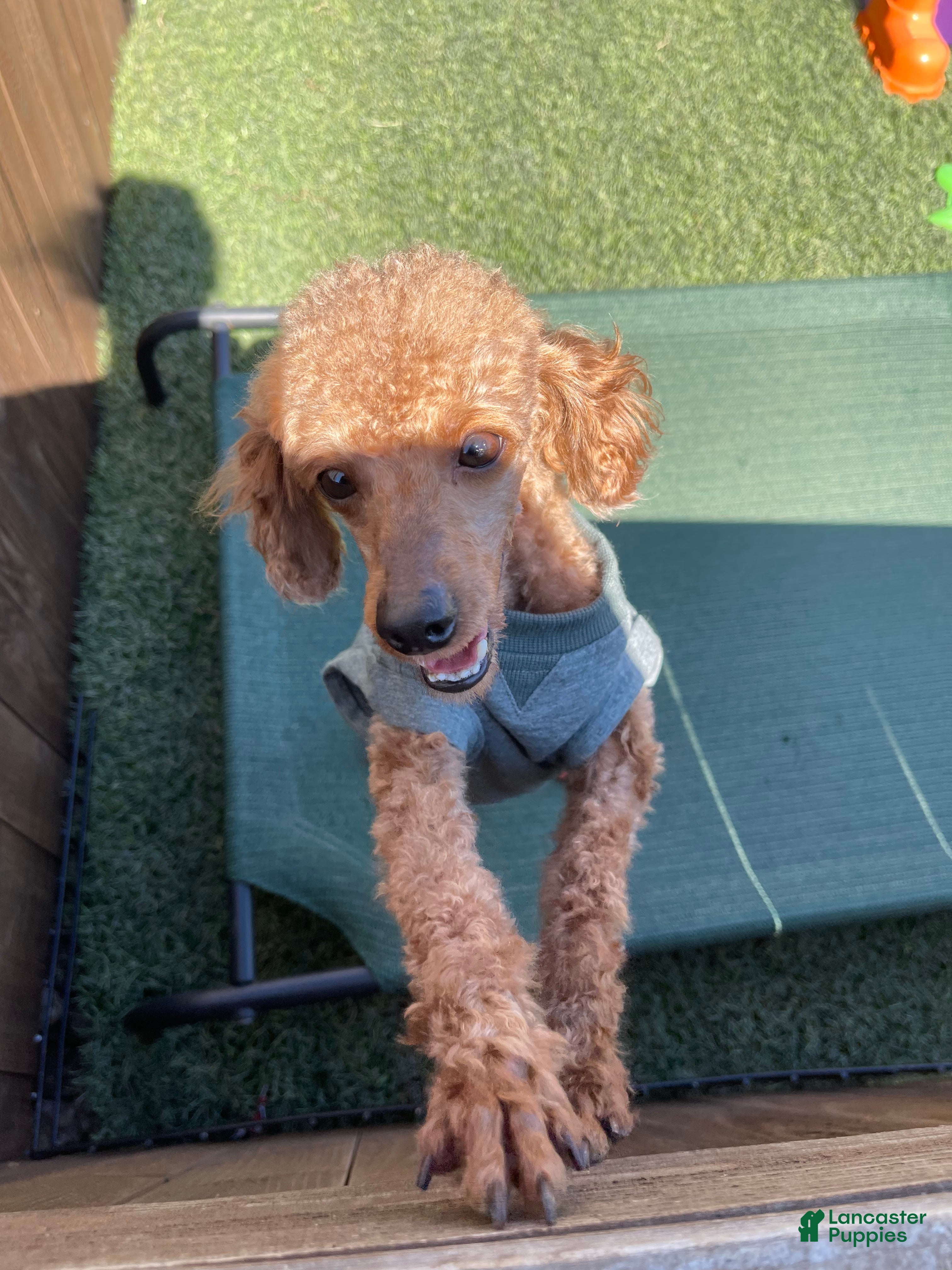 Toy Poodle dogs Akc Clear Red Bred Milo - Ad 2