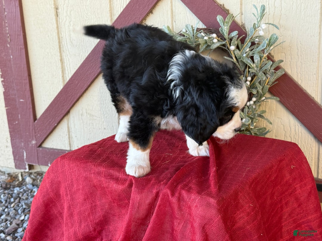 Miniature Bernese Mountain Dog dogs for sale: Ziggy - Ad 4