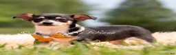 Chihuahua dogs for sale: Sunnybun - Ad 3