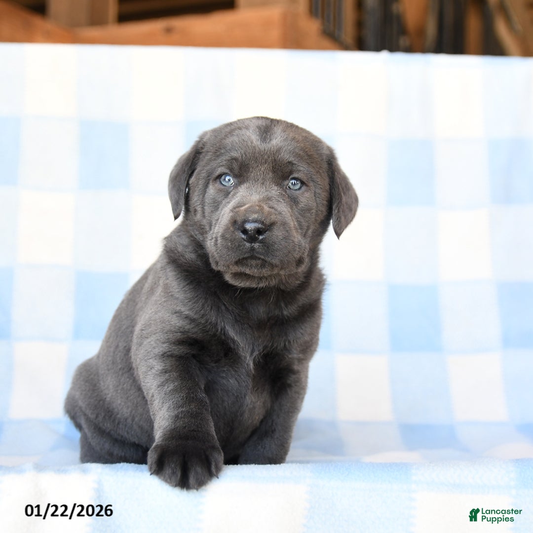 Labrador Retriever dogs for sale: Nickel - Ad 3