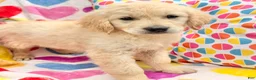 Golden Retriever dogs for sale: Margarita  - Ad 4