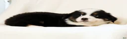 Miniature Australian Shepherd dogs for sale: Peter - Ad 7