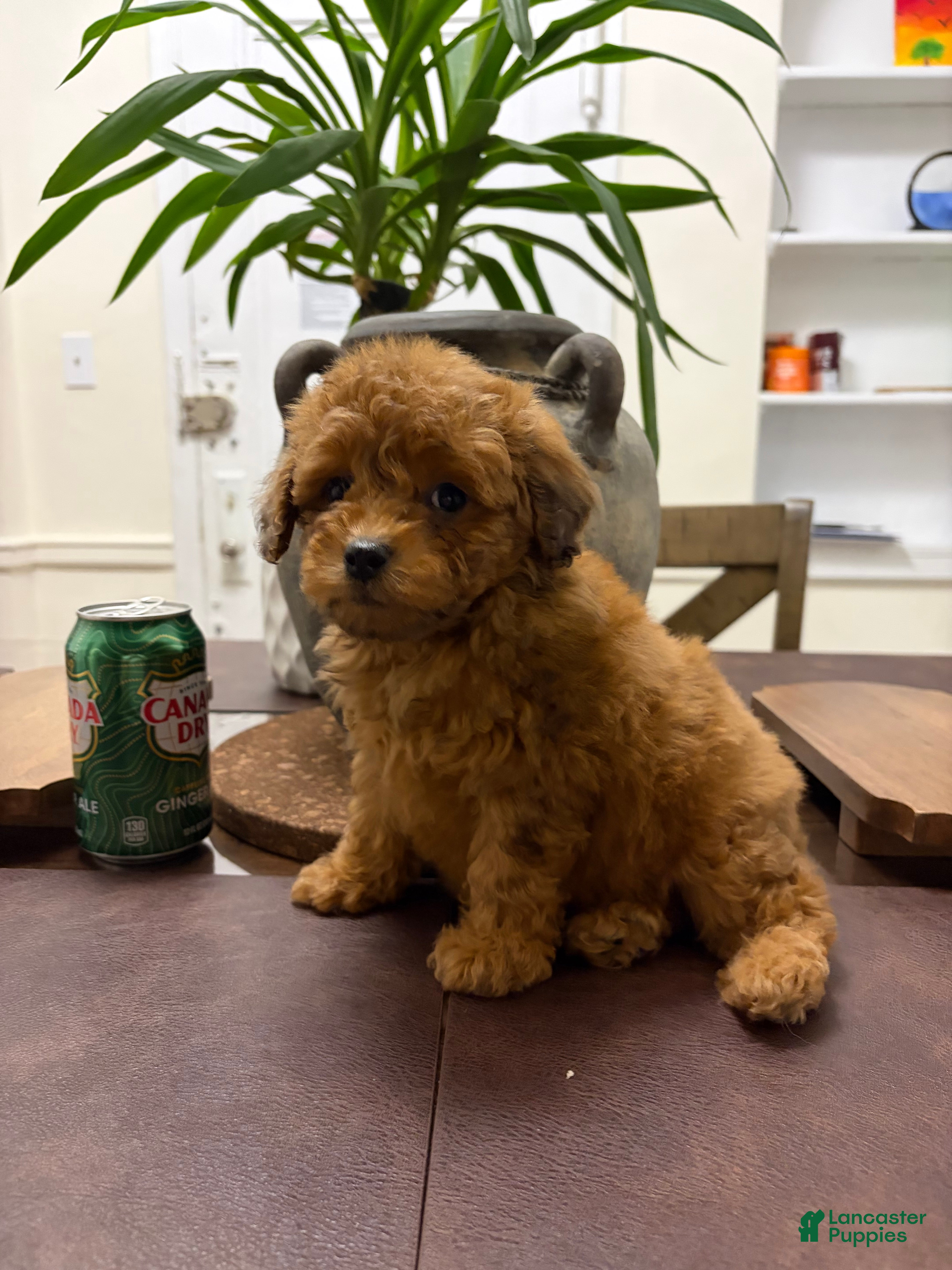 Toy Poodle dogs Cash - Ad 6
