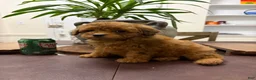 Toy Poodle dogs for sale: Cash - Ad 1