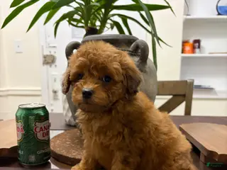 Toy Poodle dogs Cash - Ad 12