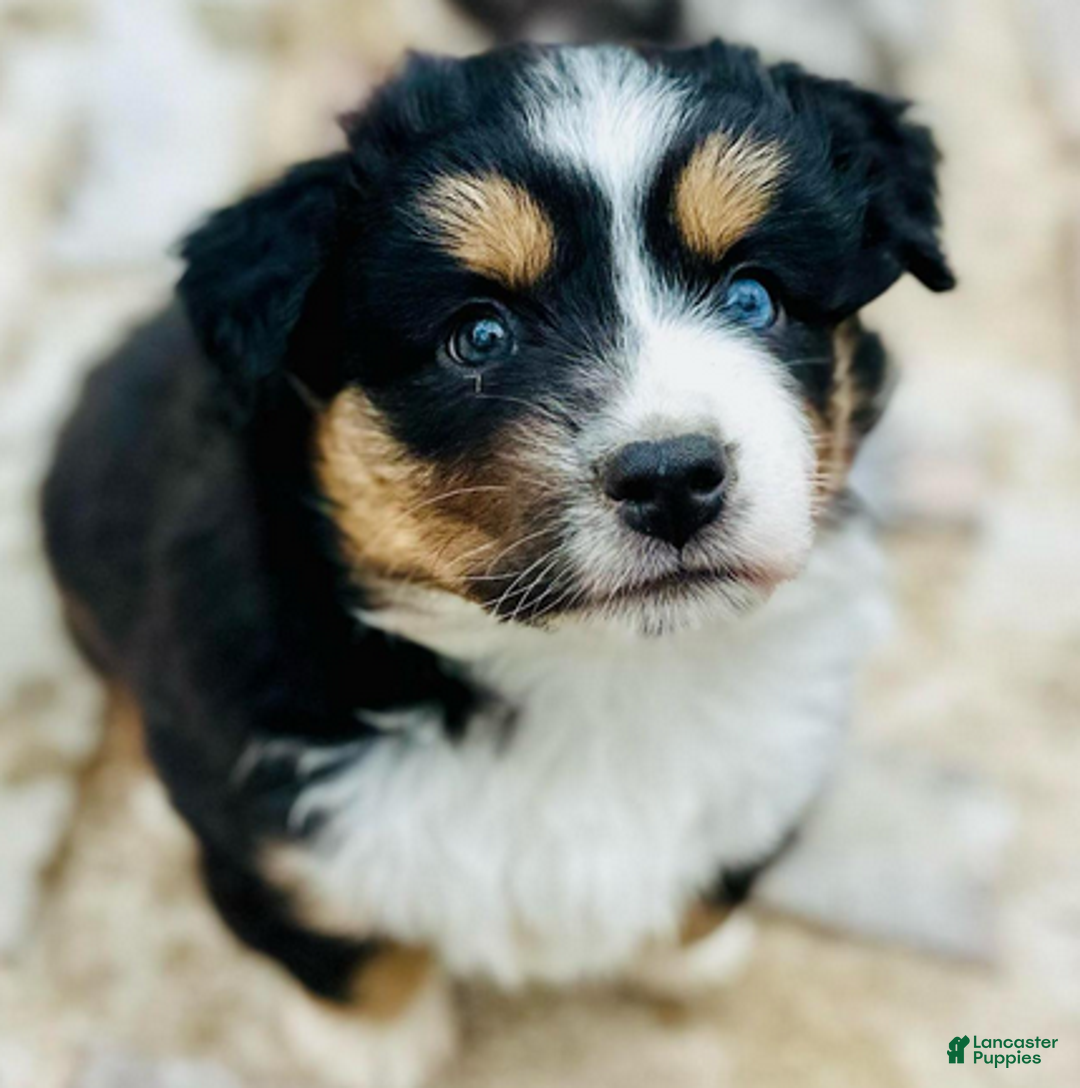 Miniature Australian Shepherd dogs for sale: Georgie - Ad 1