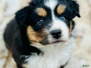 Miniature Australian Shepherd dogs Georgie - Ad 13