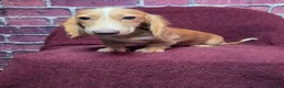 Miniature Dachshund dogs for sale: Max - Ad 3