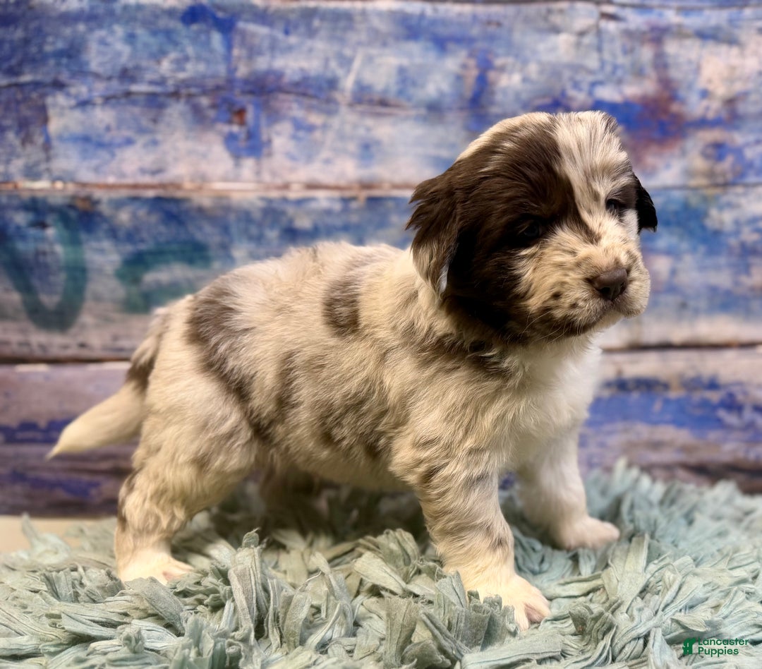 Mixed Breed dogs for sale: Sterling OFA DNA  - Ad 12