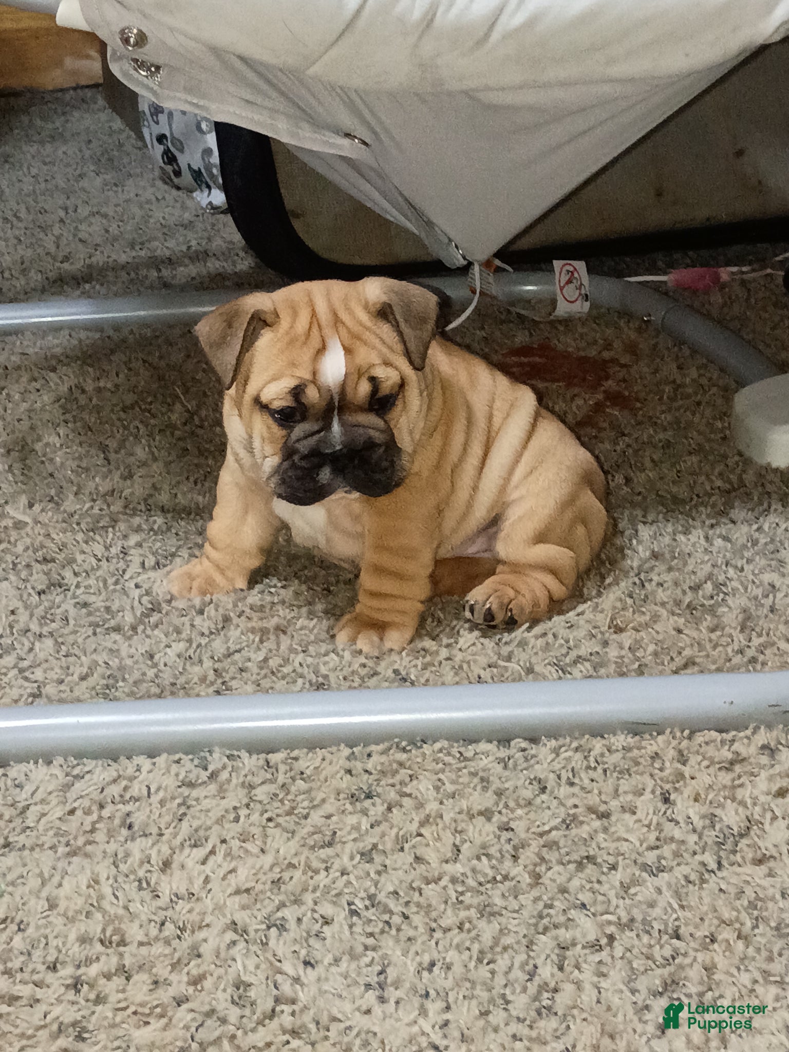 English Bulldog dogs English Bulldog Puppy 2 - Ad 17