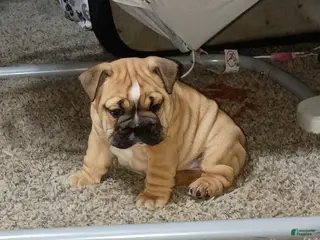 English Bulldog dogs English Bulldog Puppy 2 - Ad 14