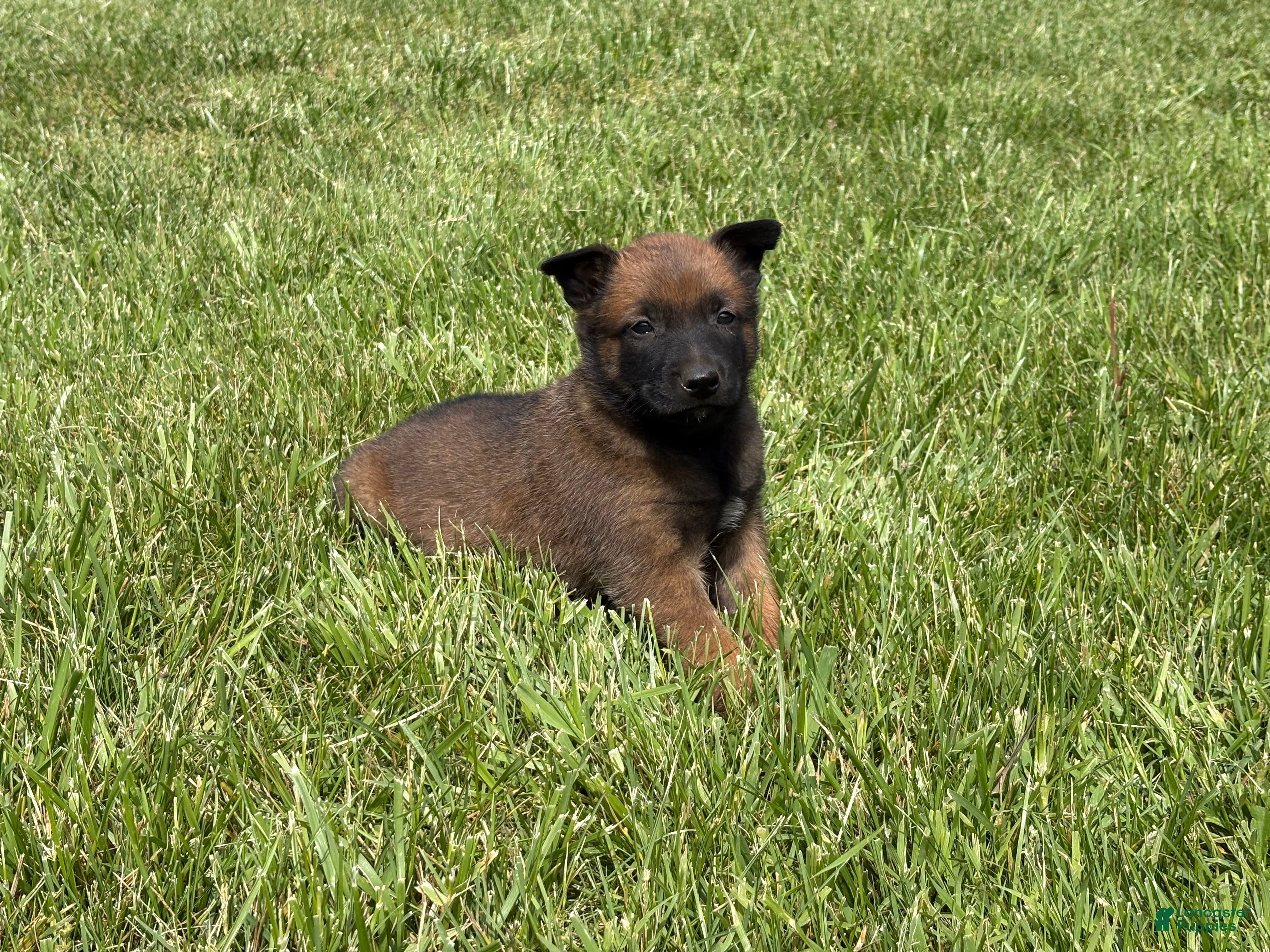 Belgian Malinois dogs Nashville - Ad 2