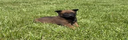 Belgian Malinois dogs for sale: Nashville - Ad 1