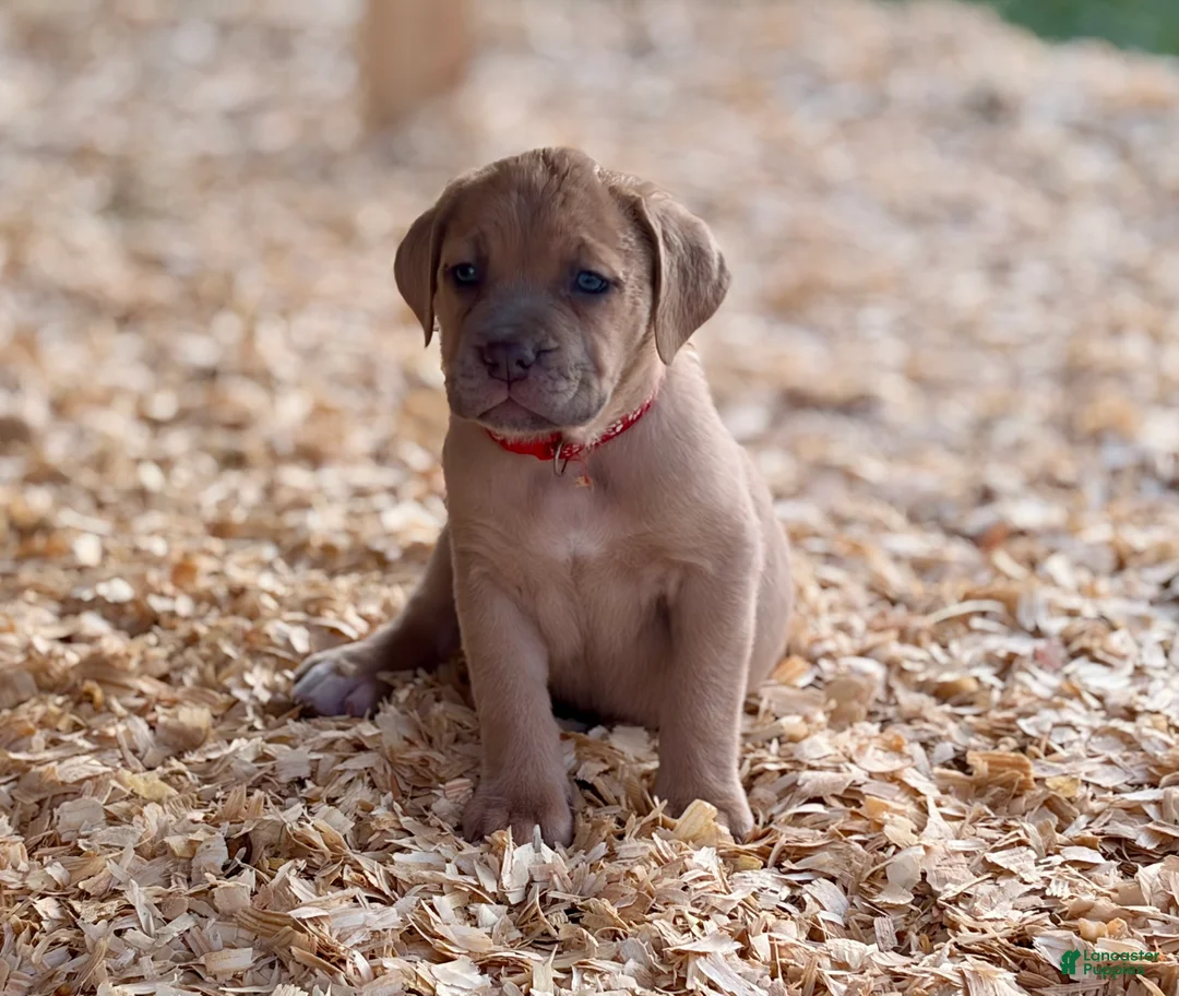 Cane Corso dogs for sale: Cane Corso Puppy 6 - Ad 2
