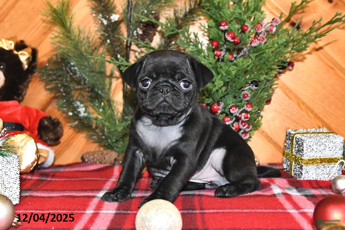 Pug dogs Holly - Ad 33