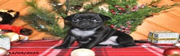 Pug dogs for sale: Holly - Ad 1